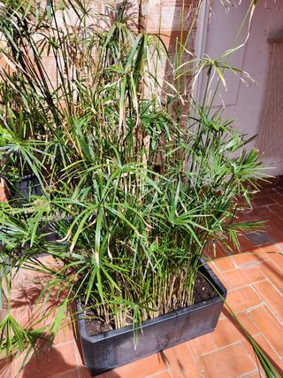 Planta PAPIRO con maceta