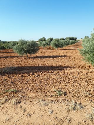 olivar
