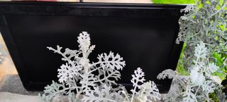 philips no32pfl5522d (no es HD).