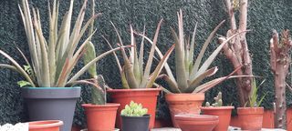 Plantas de aloe vera