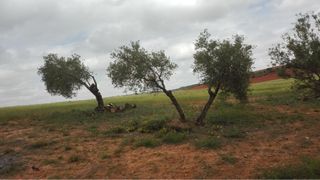 Se corta leña a domicilio