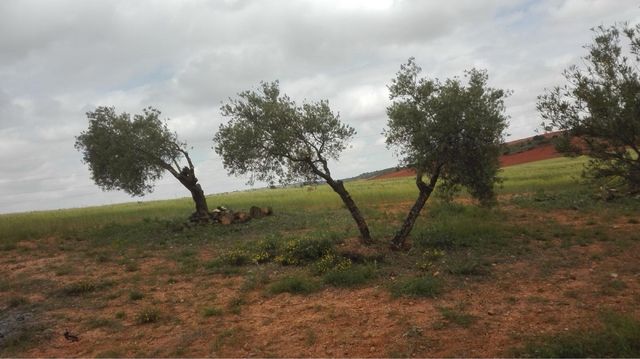 Se corta leña a domicilio