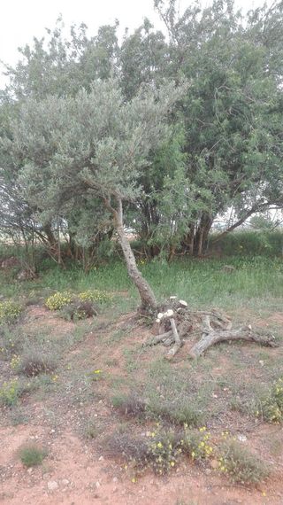 Se corta leña a domicilio