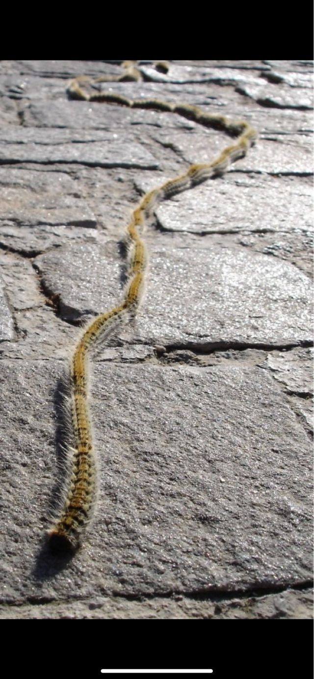 Aplicador productos fitosanitarios control plagas