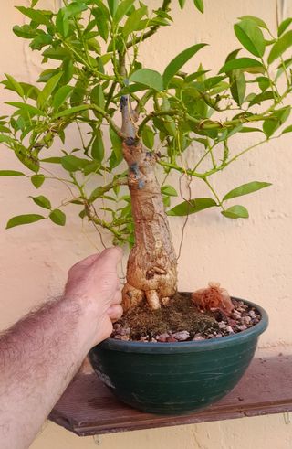 Bonsai ceibo