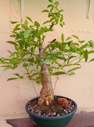 Bonsai ceibo