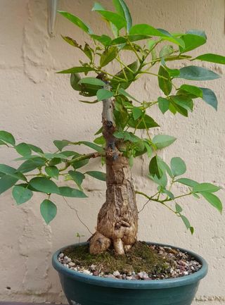 Bonsai ceibo
