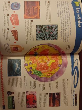 Libro del Cuerpo Humano