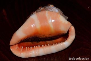 PRECIOSO CAMAFEO ANTIGUO TALLADO EN CONCHA