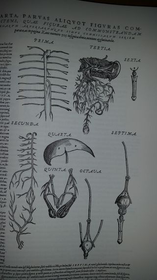 DE HUMANI CORPORIS FABRICA