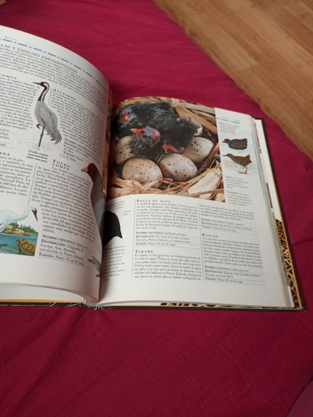 3x2 ENCICLOPEDIA ILUSTRADA DEL REINO ANIMAL