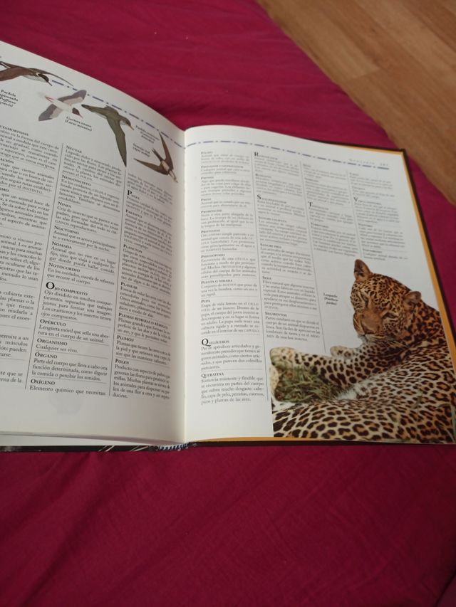 3x2 ENCICLOPEDIA ILUSTRADA DEL REINO ANIMAL