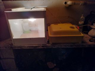 Incubadora y nacedora