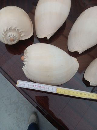 Conchiglie rare naturali