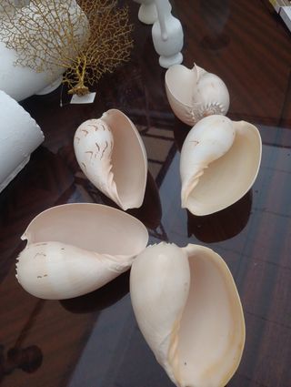 Conchiglie rare naturali