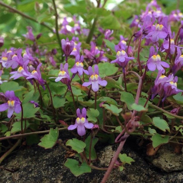 Semillas de Cimbalaria Muralis