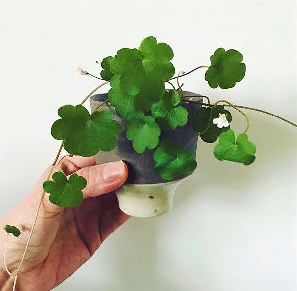 Semillas de Cimbalaria Muralis