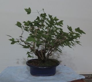 BONSAI SHOIN DE ARCE (buergerianum).