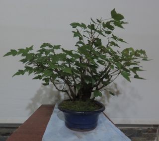 BONSAI SHOIN DE ARCE (buergerianum).