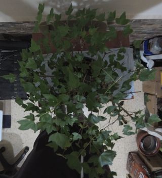 BONSAI SHOIN DE ARCE (buergerianum).