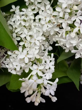 Plantas de arbolito  Lila Blanca