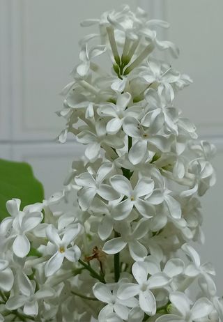 Plantas de arbolito  Lila Blanca