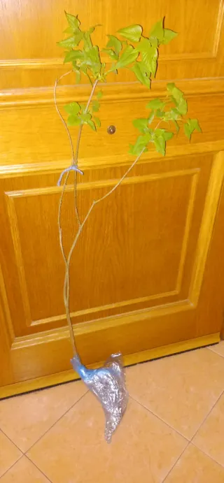 Plantas de arbolito  Lila Blanca