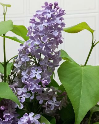 Plantas de arbolito  Lila Violeta