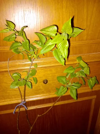 Plantas de arbolito  Lila Violeta