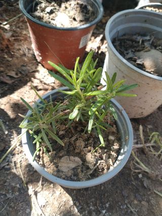 Plantitas de romero