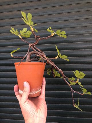 Bonsai ficus