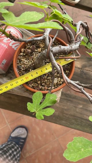 Bonsai ficus