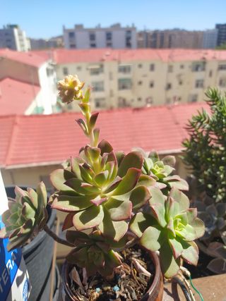 🌿 PLANTA 🌱 Aeonium kiwi tricolor suculenta