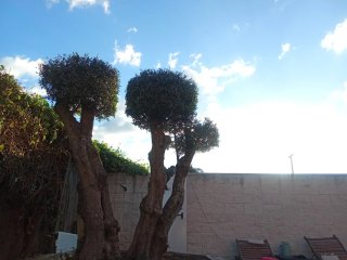 Jardinero