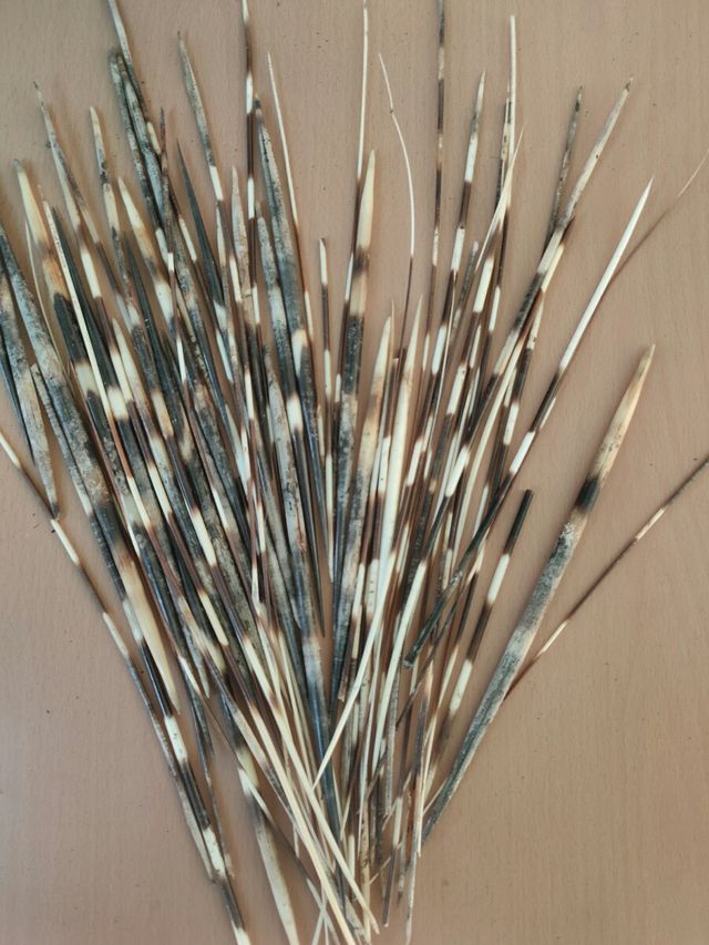 púas puercoespín para decoración o manualidades