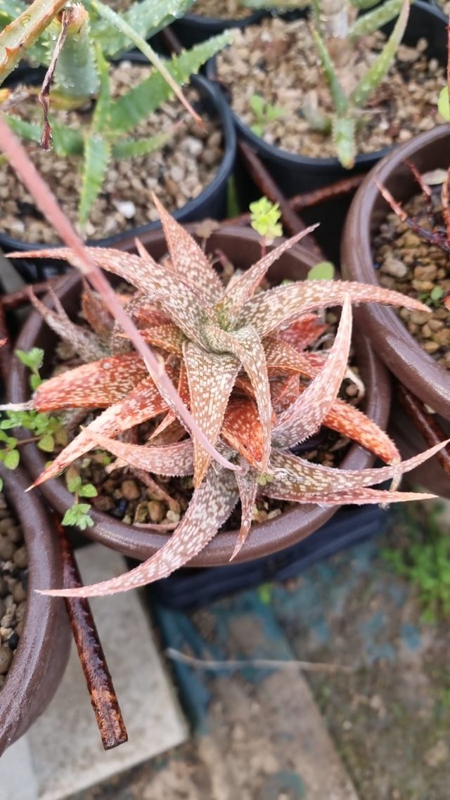 Aloe ibride