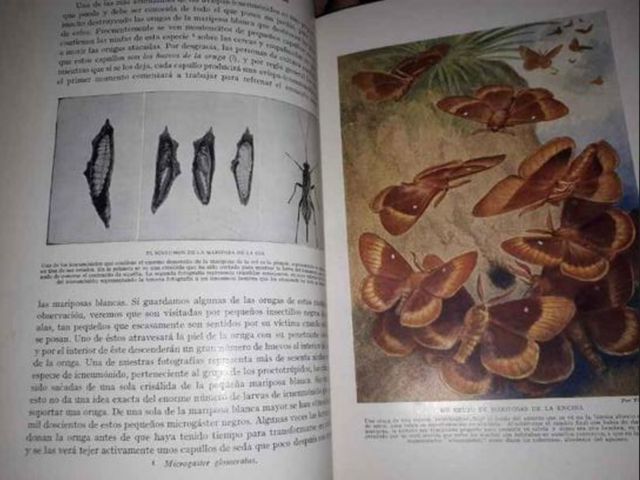 Maravillas de la vida de los insectos 1953