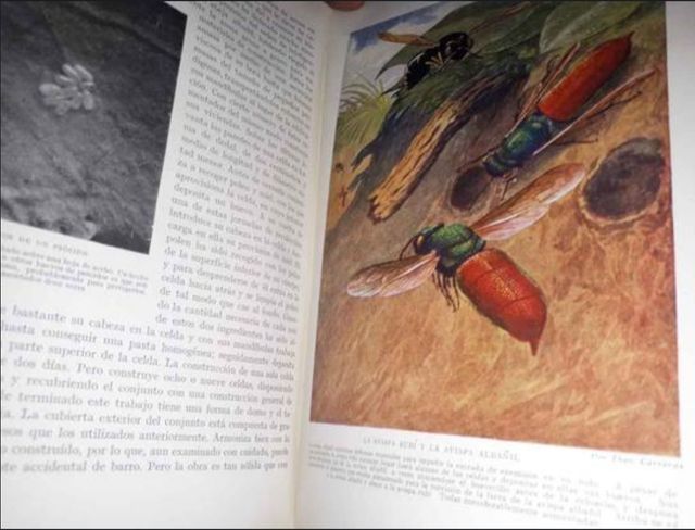 Maravillas de la vida de los insectos 1953