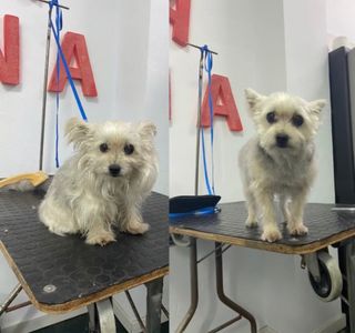 Peluqueria canina