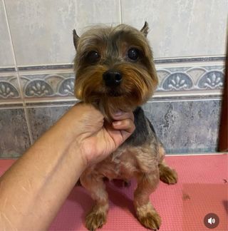 Peluqueria canina