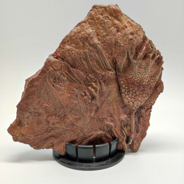 Fossile Crinoide periodo devoniano 370 milioni ann