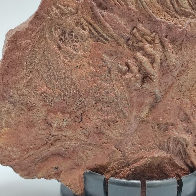 Fossile Crinoide periodo devoniano 370 milioni ann