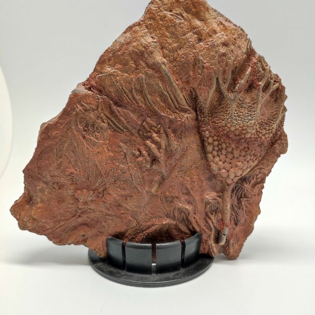 Fossile Crinoide periodo devoniano 370 milioni ann