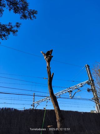 Servicios de jardinería