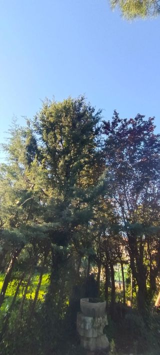 Servicios de jardinería