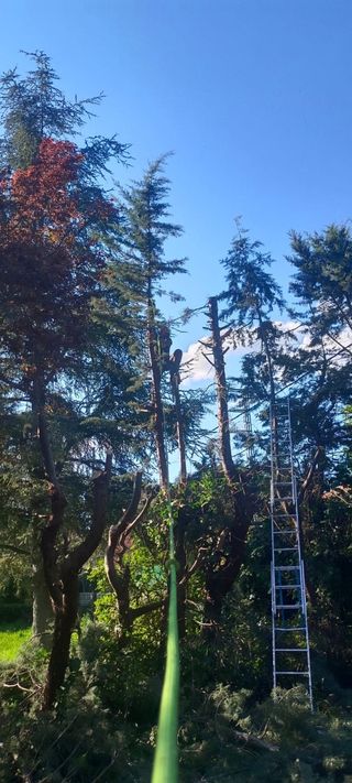 Servicios de jardinería