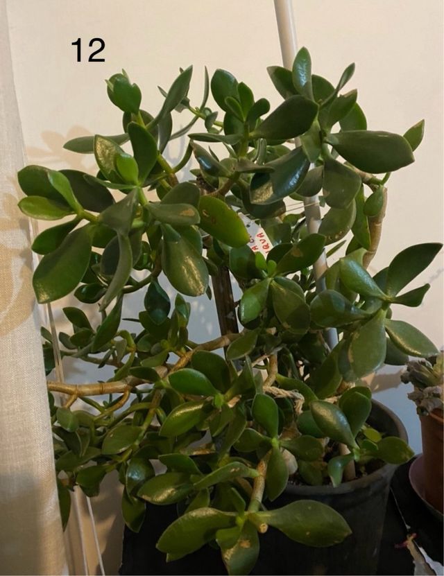 2 Talee di crassula ovata