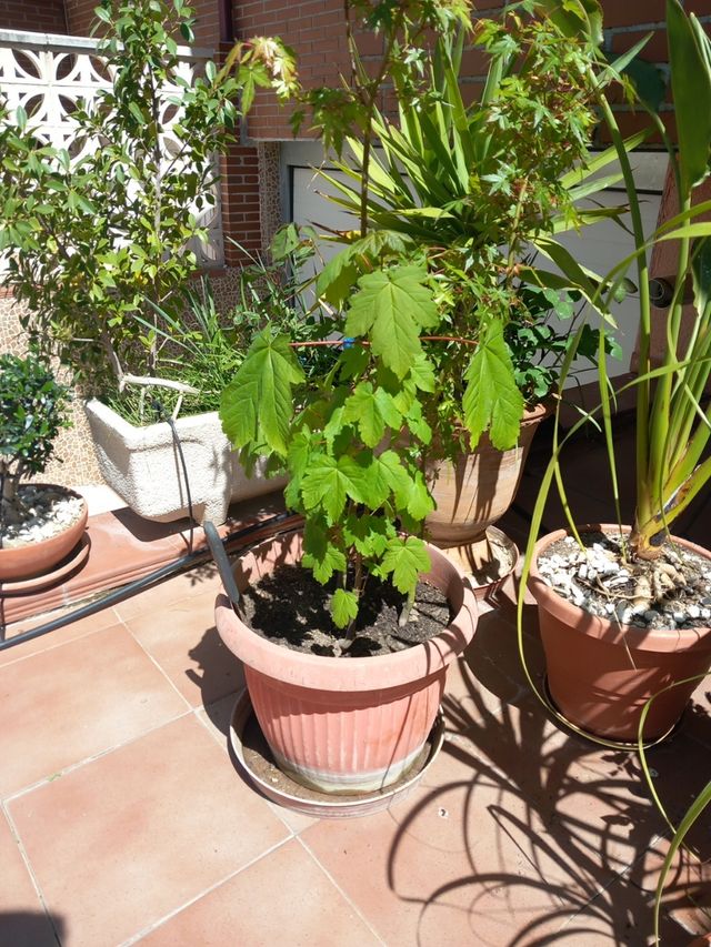 3 ARCES (2 PALMATUM Y 1 BURGERIANUM)