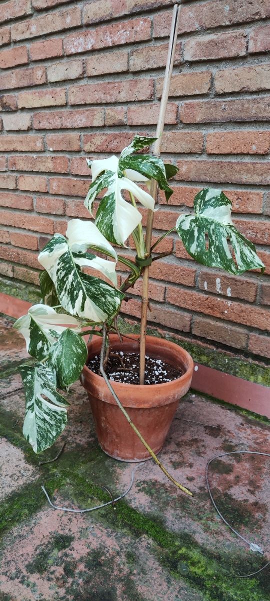 Monstera albo variegata