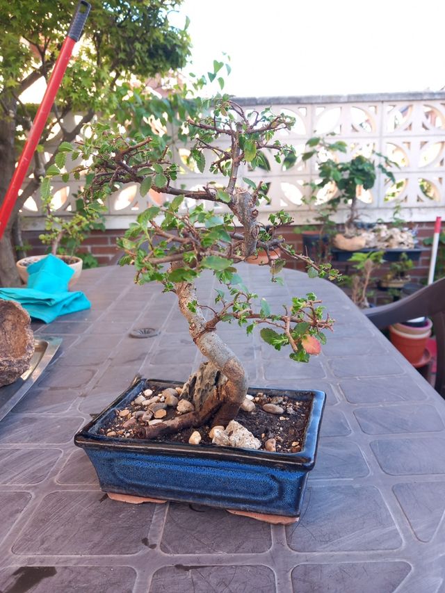 BONSAI OLMO CHINO